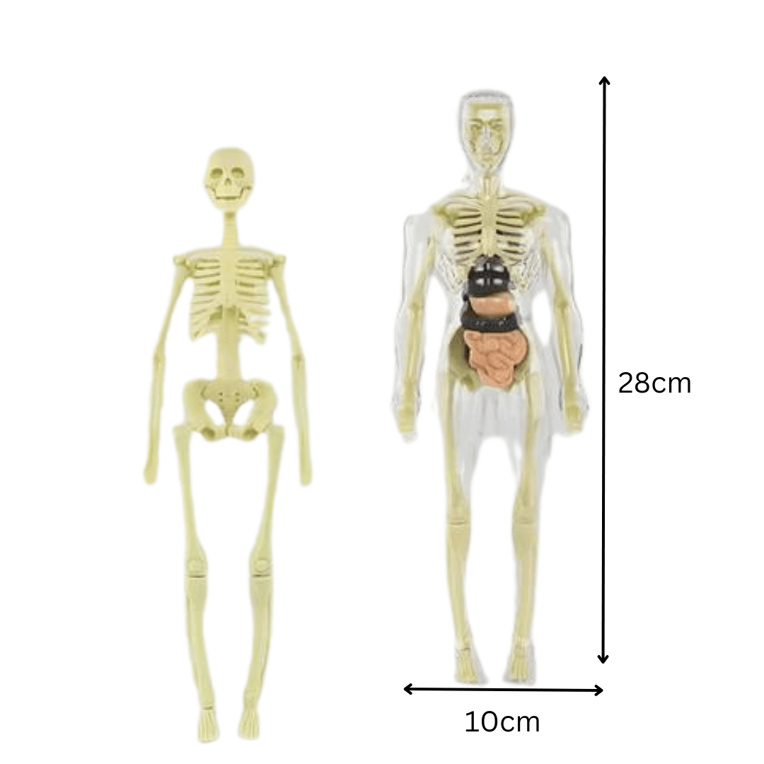 Clear Human Body Structure Model