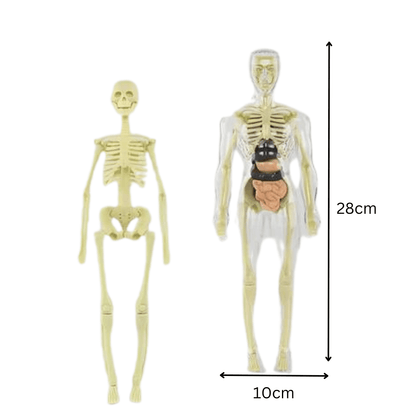 Clear Human Body Structure Model