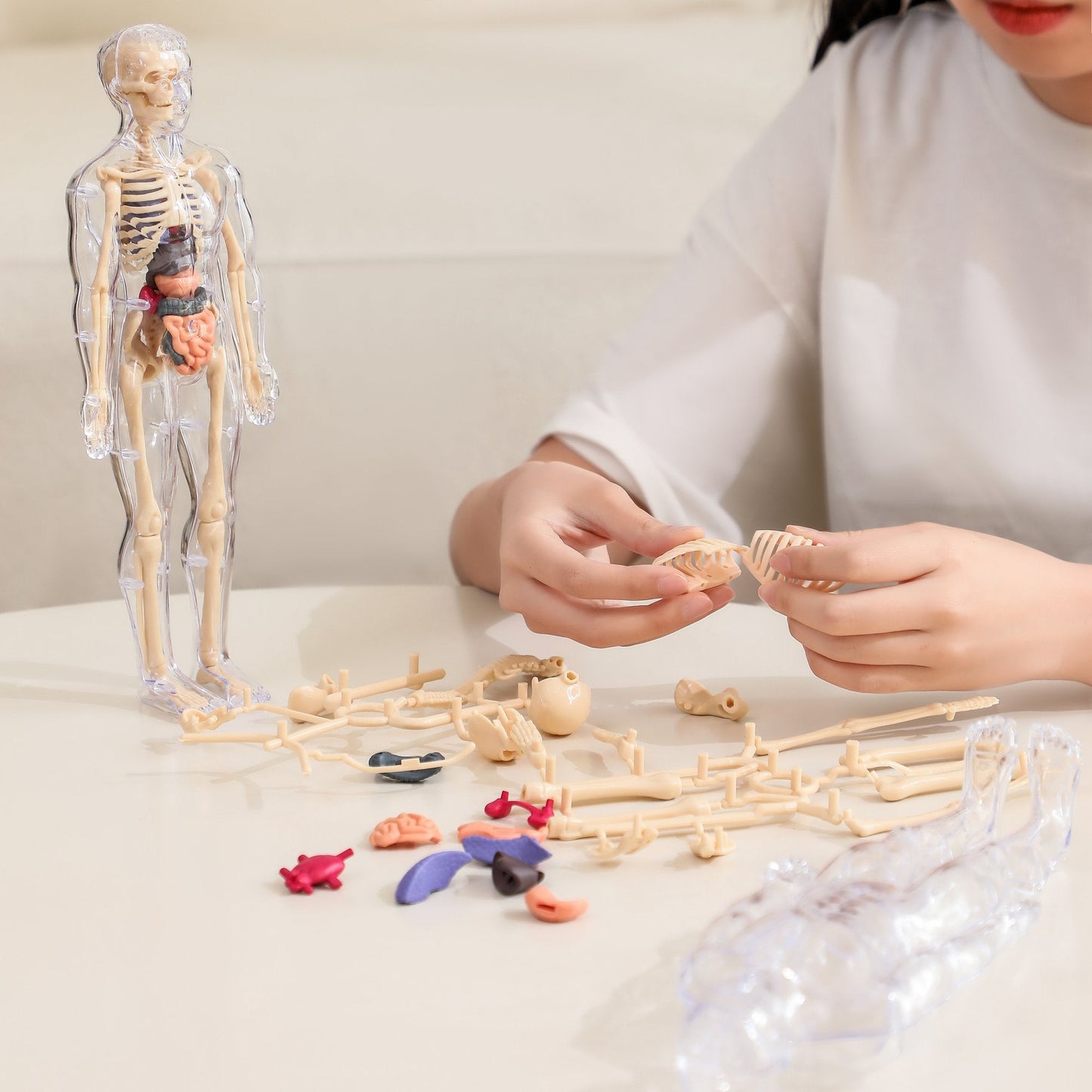 Clear Human Body Structure Model