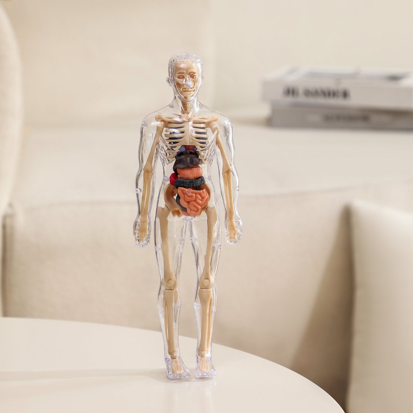 Clear Human Body Structure Model